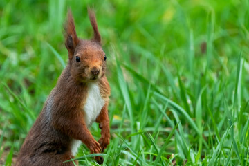 Naklejka na ściany i meble squirrel in the grass