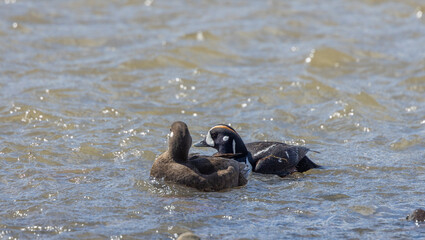 Pair of Harlequin Ducks in Yellowstone National Park in Springtime