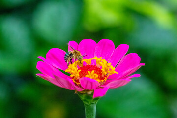A honey bee (also spelled honeybee) is a eusocial flying insect within the genus Apis of the bee clade