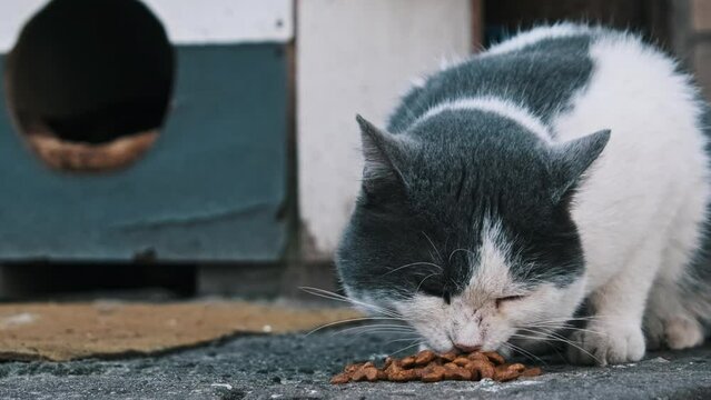 Close-up of streetwise black and white cat enjoys a meal on the concrete, slow motion. Life of urban stray animals. Feeding wild cat outdoors. Lonely abandoned animal. Volunteer care for street animal