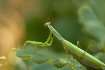 A female European mantis sits on green oak leaves. Mantis Religious. Green mantis, selective focus.
