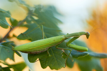 A female European mantis sits on green oak leaves. Mantis Religious. Green mantis, selective focus.
 - obrazy, fototapety, plakaty