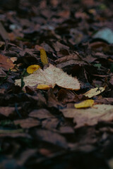 autumn leaves on the ground