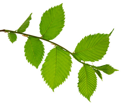Growing Leaf. National Forest Conservation Day. leaves . Leaf are suitable for product design on transparent, png. elm