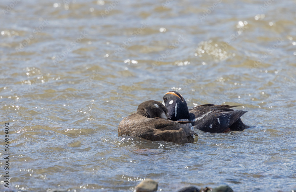 Wall mural Pair of Harlequin Ducks in Yellowstone National Park in Springtime