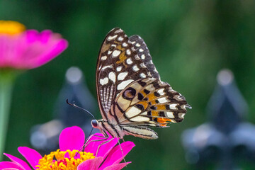 Butterflies are winged insects from the lepidopteran suborder Rhopalocera, characterized by large, often brightly coloured wings © lessysebastian