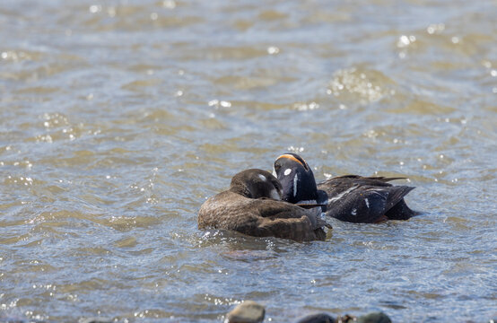 Pair of Harlequin Ducks in Yellowstone National Park in Springtime