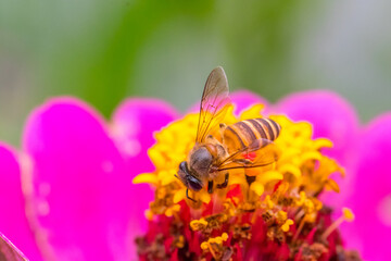 A honey bee (also spelled honeybee) is a eusocial flying insect within the genus Apis of the bee clade