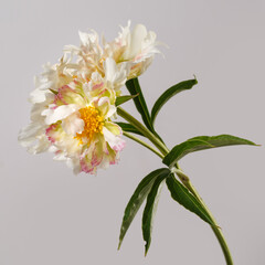 Funny  peony flower not even shape isolated on a grey background.