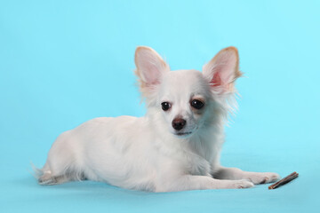 White funny chihuahua dog isolated on a sky blue background.