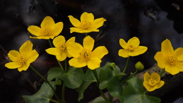 Yellow Flowering Flower Of Marsh Caltha Palustris