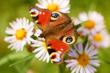 Peacock butterfly on autumn flowers (Symphyotrichum or Aster novi-belgii), smooth aster flowers.