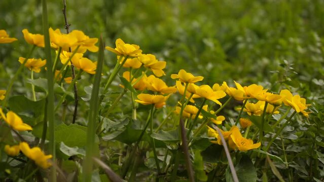 Yellow Flowering Flower Of Marsh Caltha Palustris