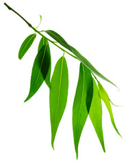 Green leaves fly with a gust of wind. Green leaves wave. Leaf falling. Vegan, eco, organic design element.on transparent, png
