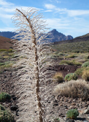 A closeup of a dried plant of an echium wildpretii, vipers bugloss, tajinaste rojo in Teide national park Tenerife