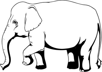 Elephant Illustration