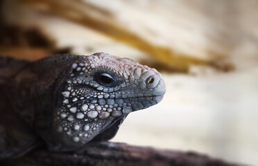 Portrait of leguan in a terrarium. 