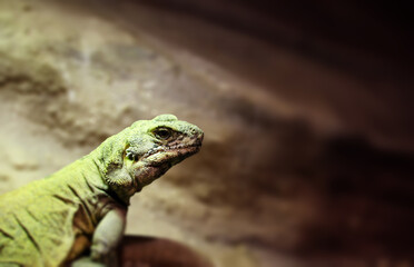 Portrait of leguan in a terrarium. 