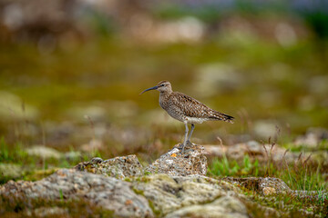 Sociable curlew (Numenius phaeopus), water bird. Iceland.