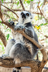 Naklejka premium Ring-tailed Lemur, sitting on a branch in a zoo