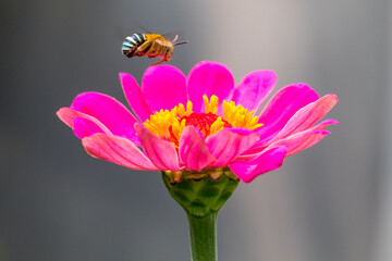 A honey bee (also spelled honeybee) is a eusocial flying insect within the genus Apis of the bee...