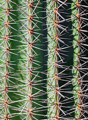 Cactus, side view, close up