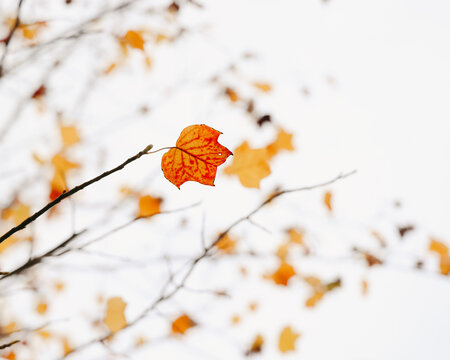 Bold Autumn Leaves on a Cloudy Day 