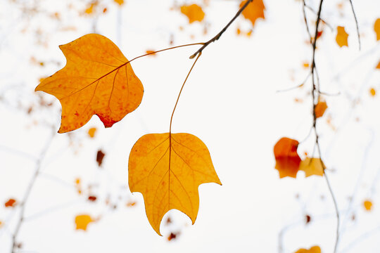 Bold Autumn Leaves on a Cloudy Day 