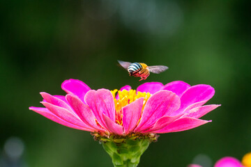 A honey bee (also spelled honeybee) is a eusocial flying insect within the genus Apis of the bee clade