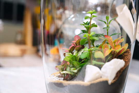 Terrarium