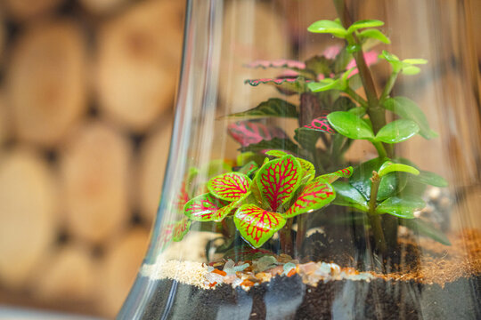 Terrarium