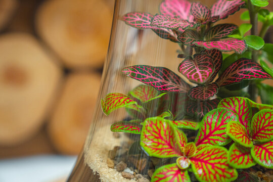 Terrarium