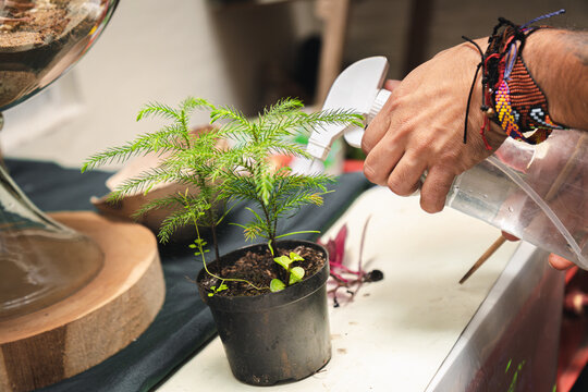Plant in a black pot