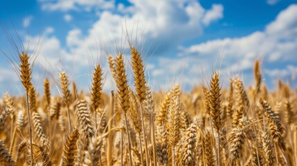 Fototapeta premium Wheat Field Under Cloudy Blue Sky