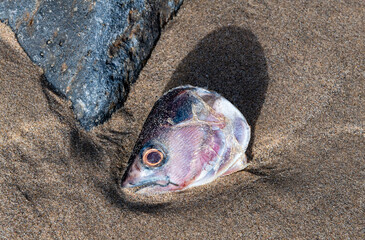 déchets de poisson sur une plage de la ville de Dakar au Sénégal en Afrique occidentale