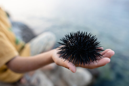 Little boy's hand holding a sea urchin