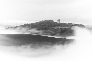 Mystical landscape of Italian Tuscany with lonely trees in the middle of rolling fields in thick...