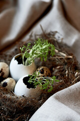 Ecology. Greens sprouted in an egg shell. A nest as a symbol of new life - 777669837