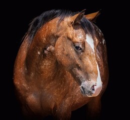 Elegant horse portrait on black backround. horse head isolated on black.
Portrait of stunning...