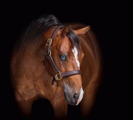 Obraz premium Elegant horse portrait on black backround. horse head isolated on black. Portrait of stunning beautiful horse isolated on dark background. horse portrait close up on black background.studio shot .