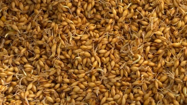 Sprouted barley rotates in close-up, malt making