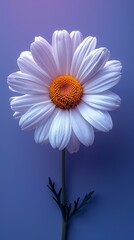 Naklejka premium Minimalist Daisy on Purple Background Generative AI
