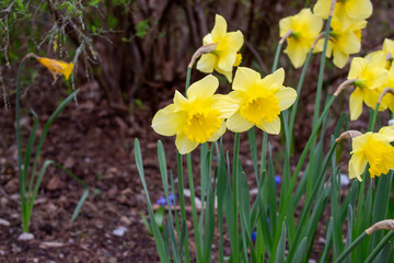 Fototapeta premium Beautiful yellow spring Daffodil flowers in the field in the sun's rays close up nature background
