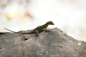 Vinales anole -Anolis vermiculatus- lizard in the Baños del Rio San Juan Baths area basking on a...