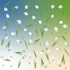 Spring pattern of snowdrops. Spring wallpaper, background from snowdrops. Spring composition of snowdrops. Spring flowers.