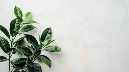 Green Plant With Leaves on White Background