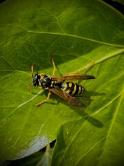 grasshopper on a leaf