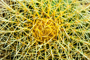 Cactus, view from above, close up