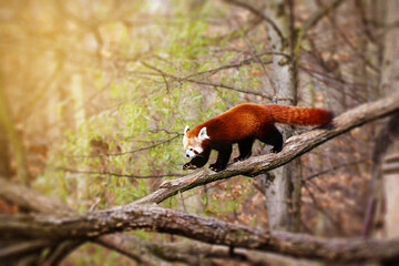 Adorable little red panda hanging on a tree.	