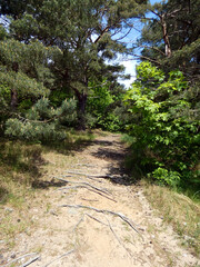 On the way from Dornbusch to Kloster on the island of Hiddensee (Germany)